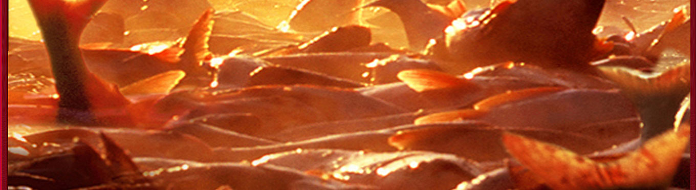 查干湖胖头鱼-介绍